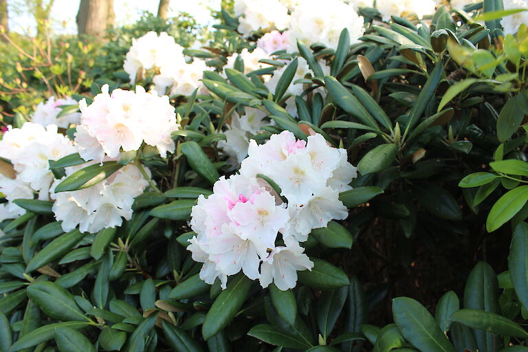 Rhododendron Silverbud