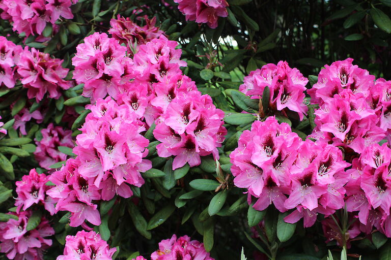 Rhododendron Hybr. Edeltraud'