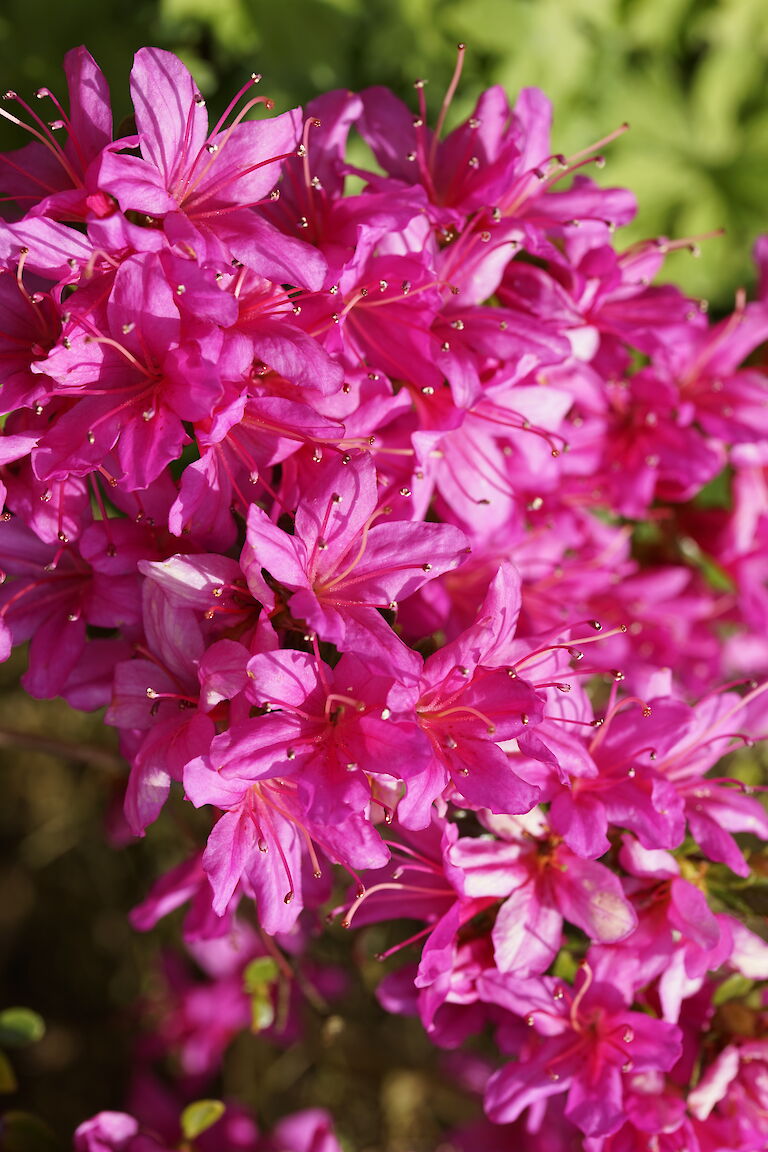 Rhododendron obtusum pink