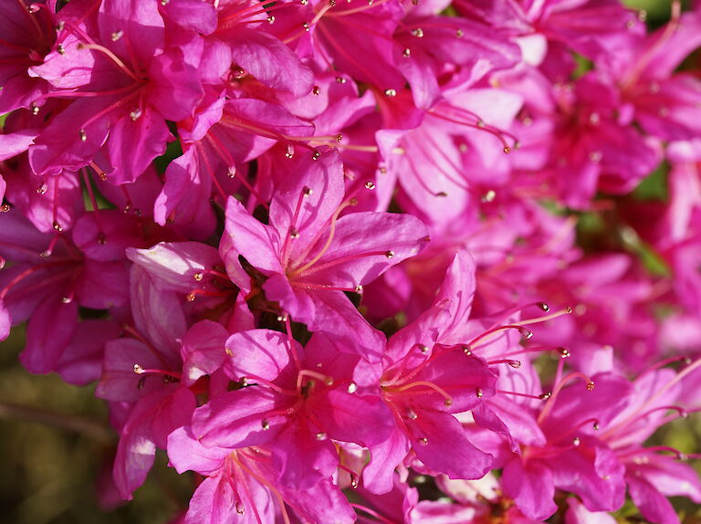 Rhododendron obtusum pink