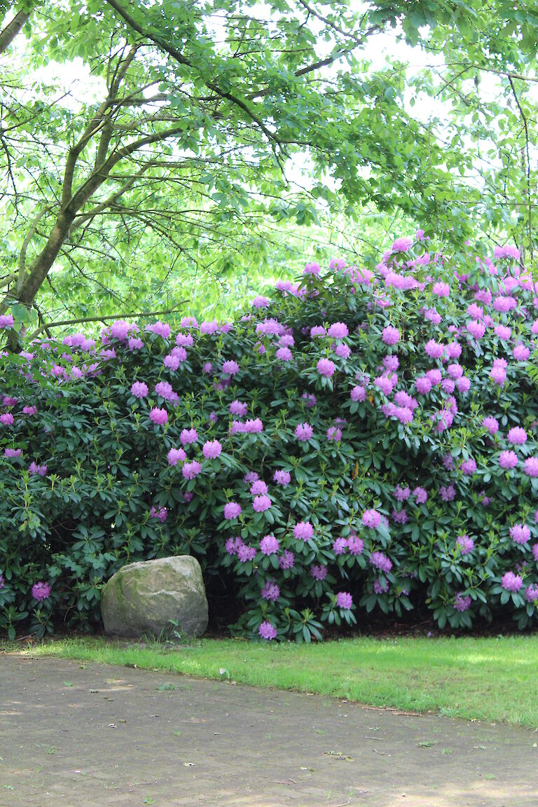 Rhododendron Park