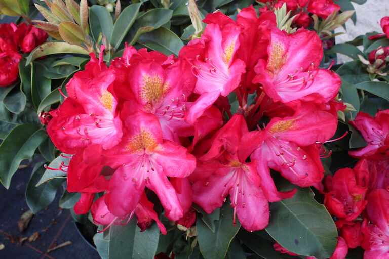 Rhododendron Junifeuer