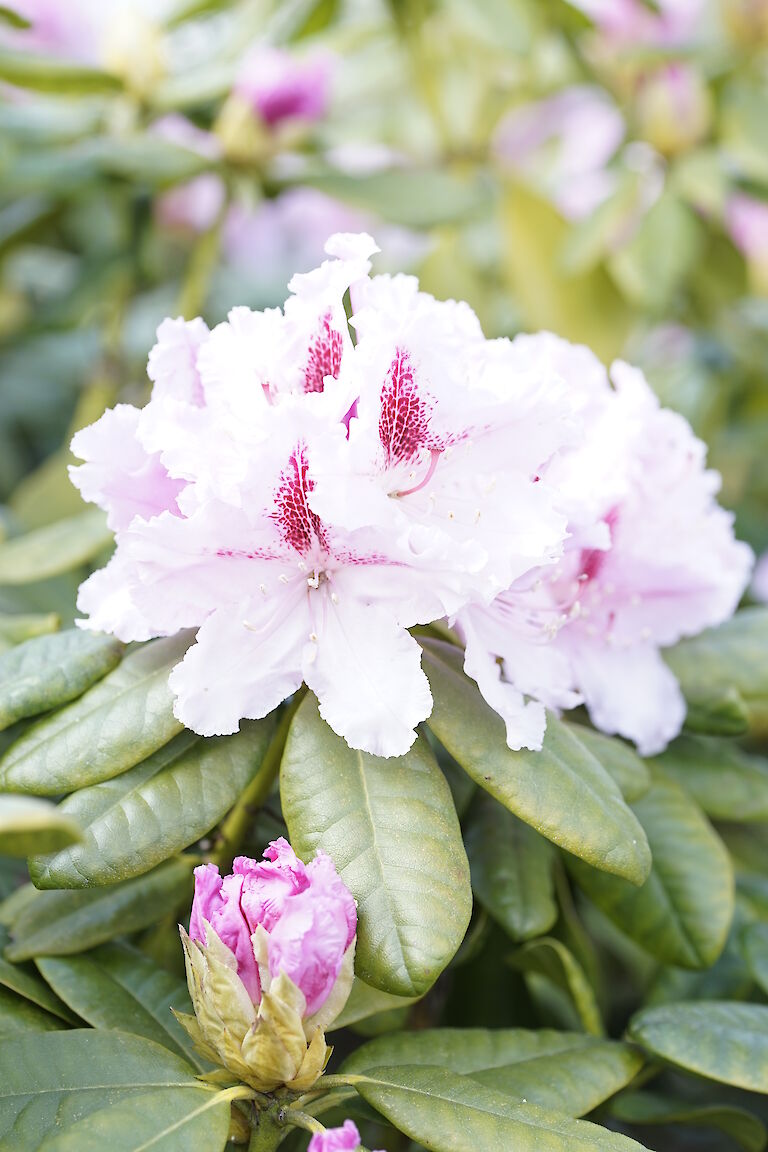 Rhododendron Progres