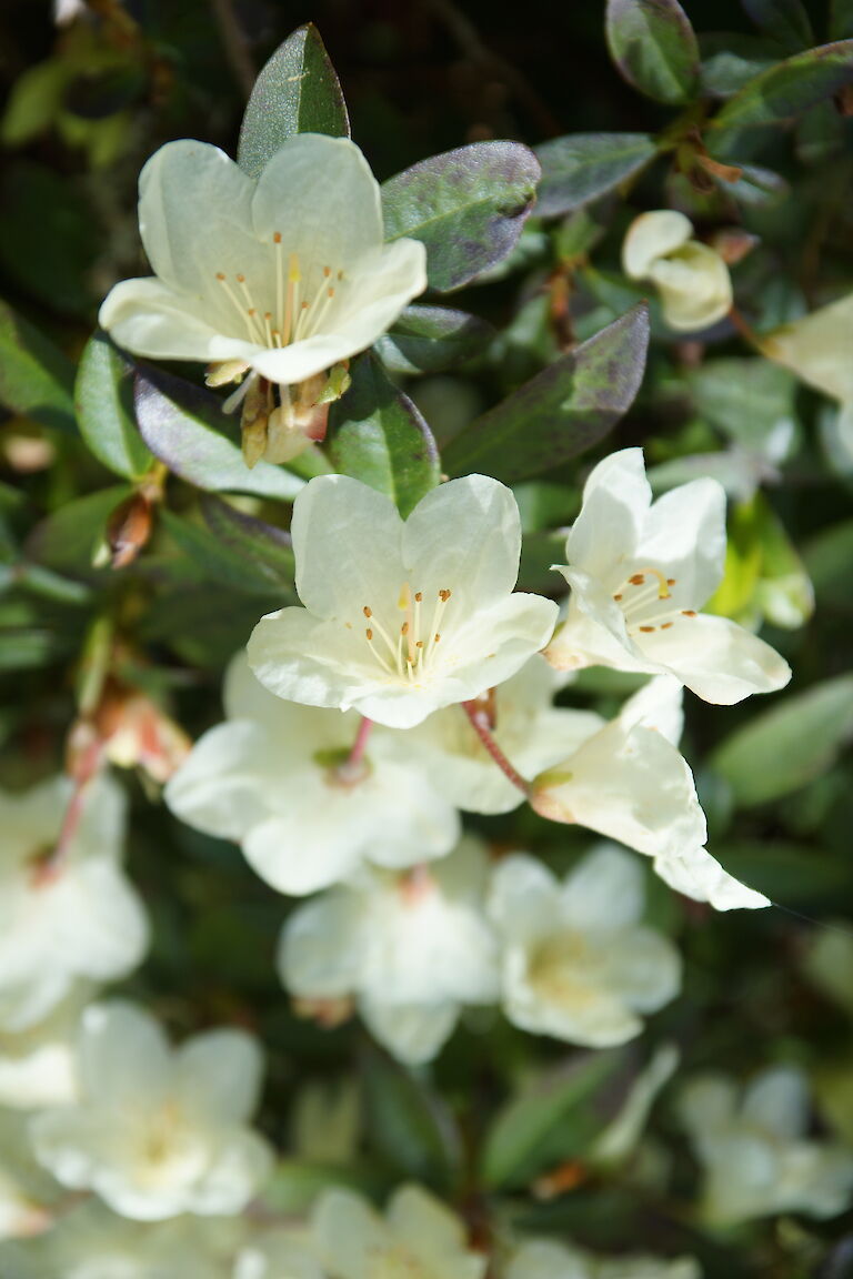 Rhododendron Tow Head