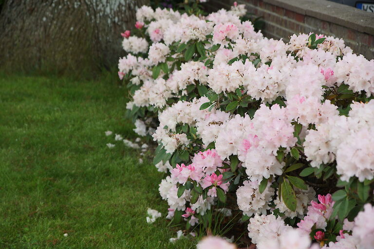 Rhododendron yakushimanum Dreamland Hecke