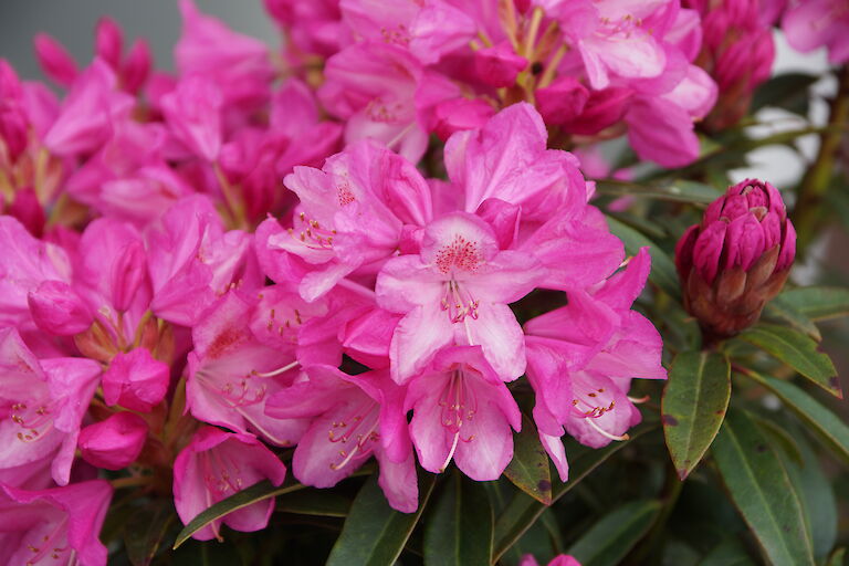 Rhododendron Graziella