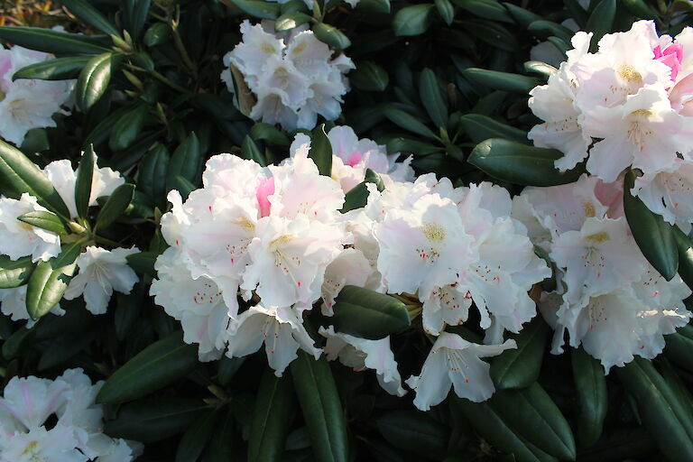 Rhododendron Silverbud