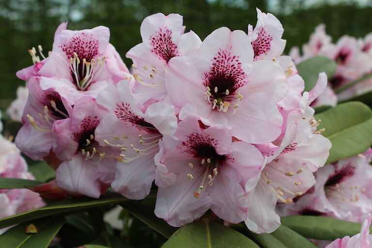 Rhododendron calophyton Sarasto