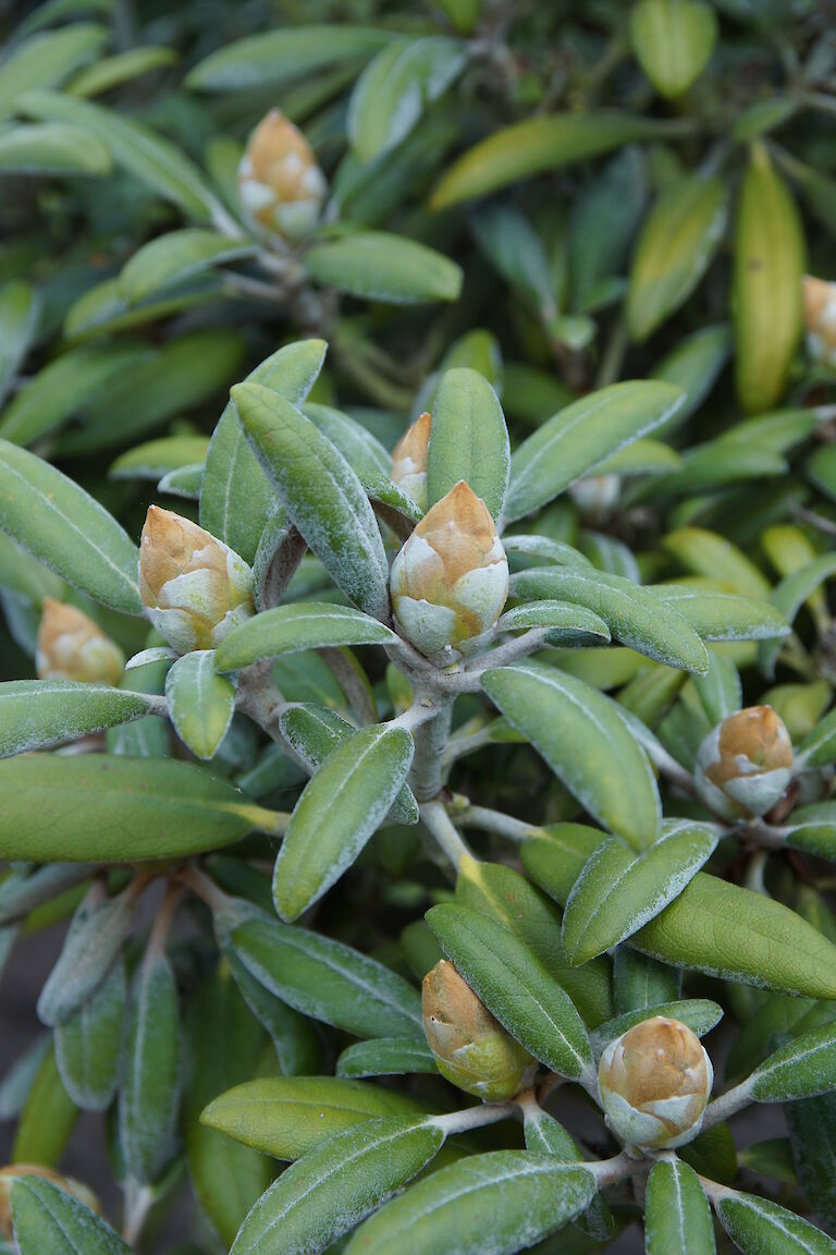 Rhododenron yakushimanum 'Koichiro Wada'