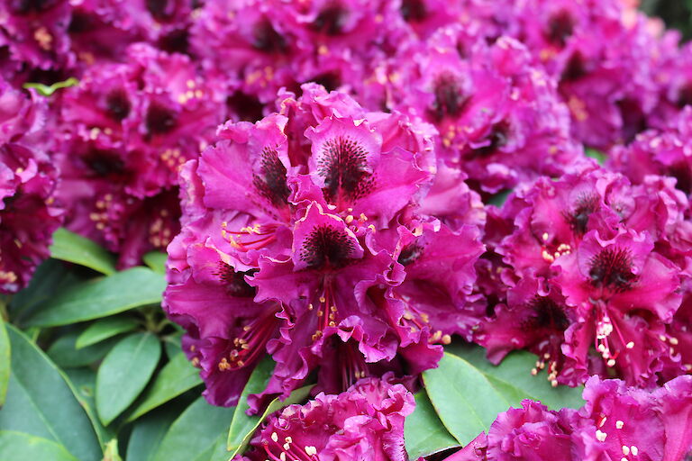 Rhododendron 'Dramatic Dark'