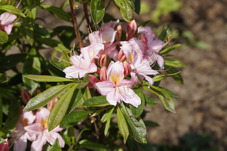 Rhododendron viscosum Juniduft