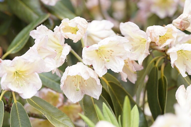 Rhododendron fortunei