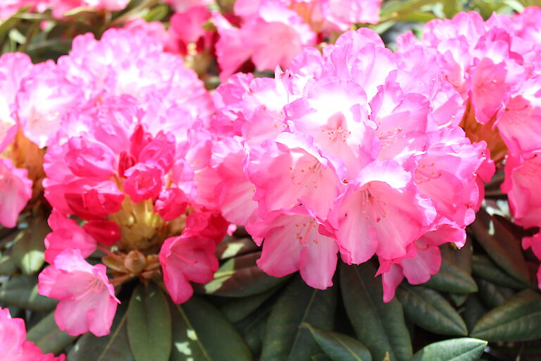 Rhododendron Fantastica