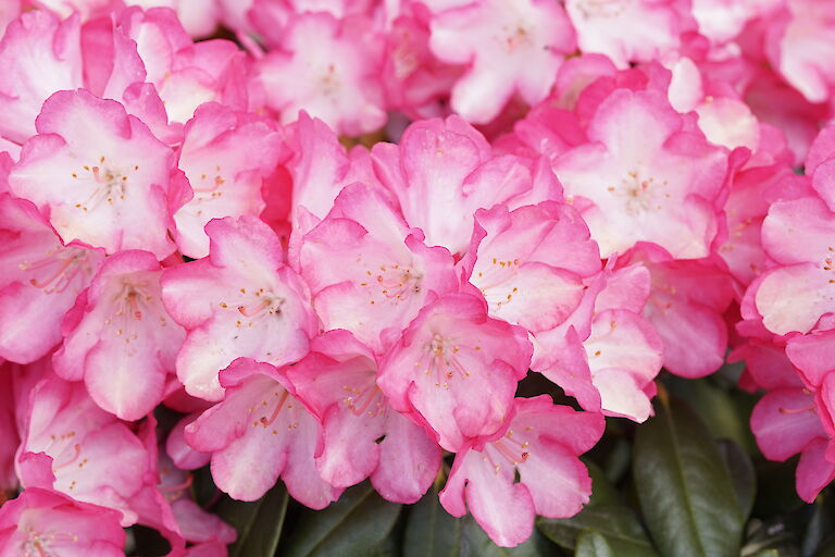 Rhododendron yakushimanum Fantastica