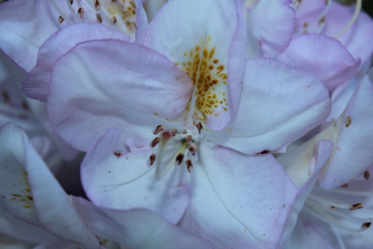 Rhododendron Gomer Waterer