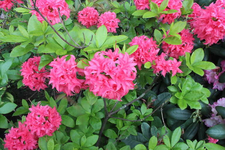 Rhododendron luteum Homebush