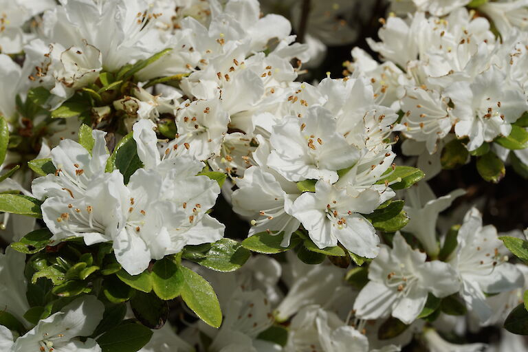 Rhododendron obtusum Kermesina Alba