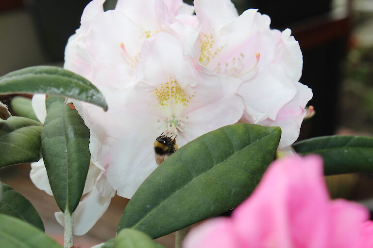 Rhododendron Silverbud Insekt