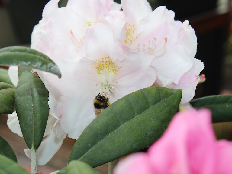 Rhododendron Silverbud Insekt