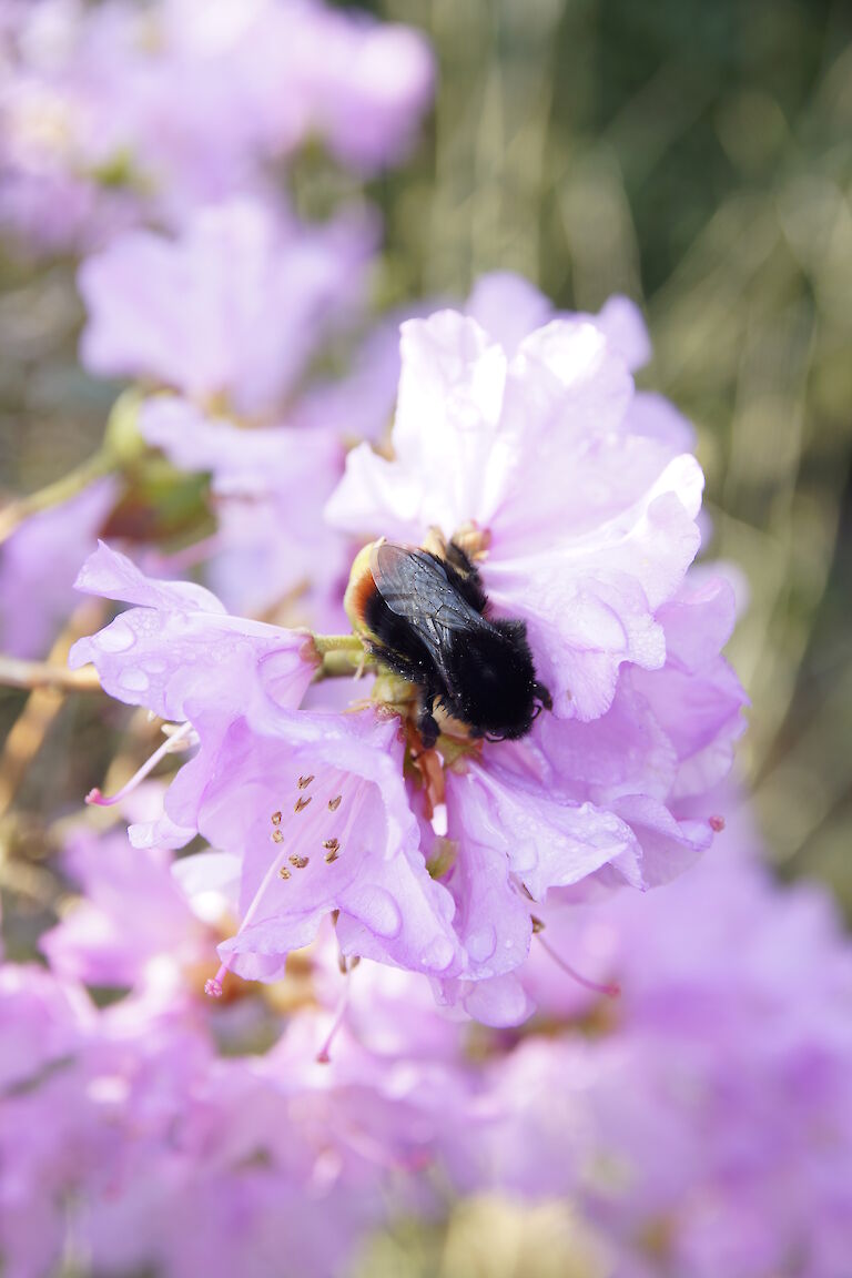 Rhododendron carolinianum PJ Mezitt Insekt