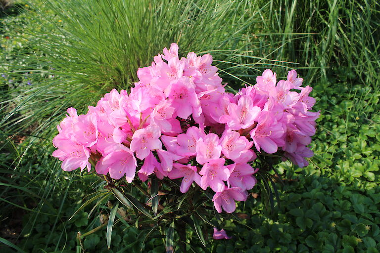 Rhododendron 'Graziella'