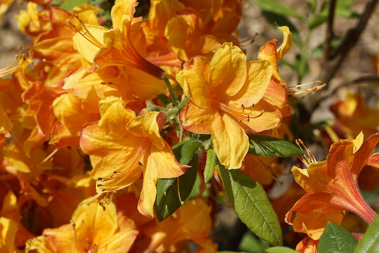 Rhododendron luteum Golden Eagle