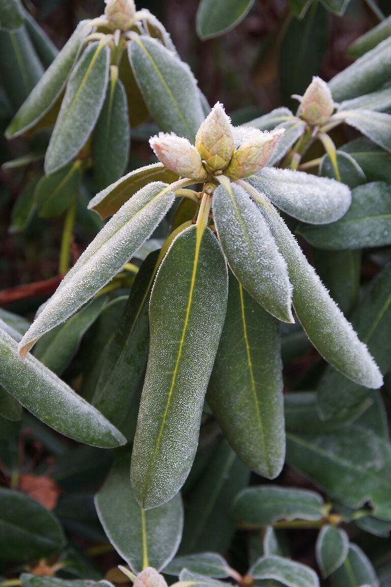 Rhododendron Winter