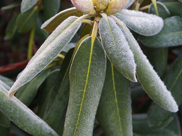 Rhododendron Winter