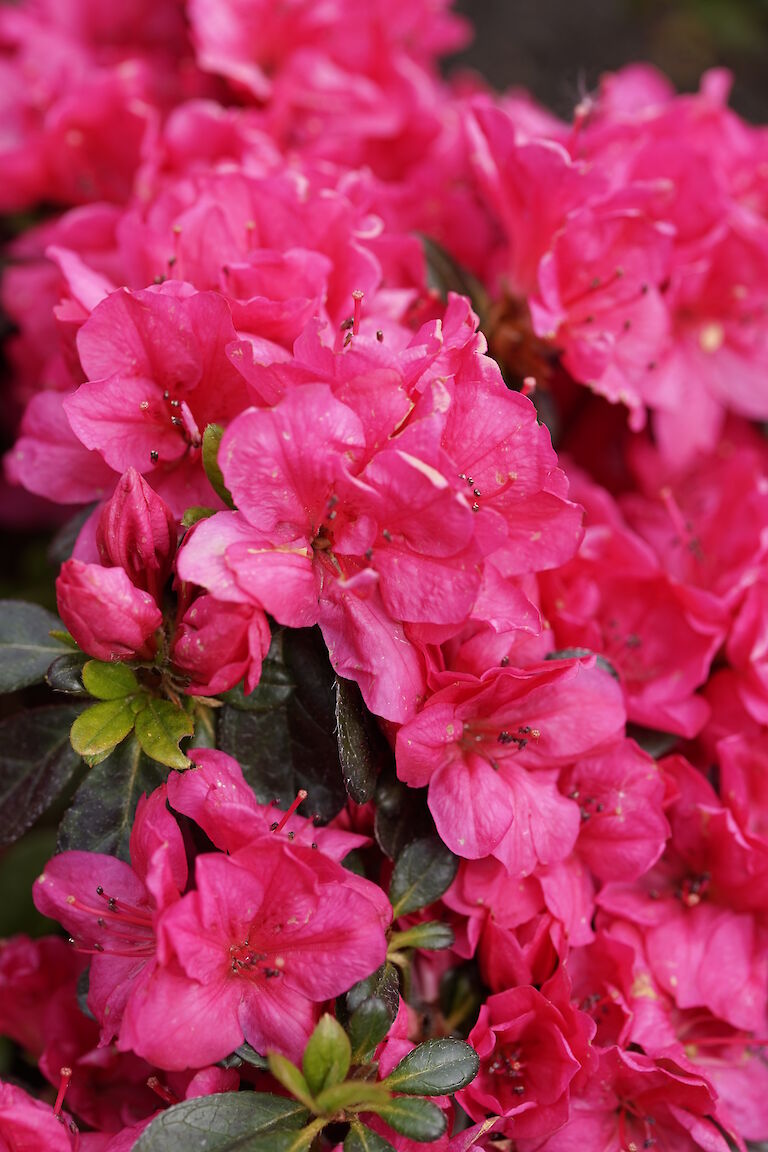 Rhododendron obtusum Canzonetta