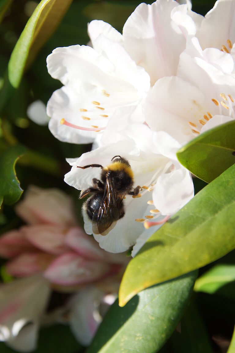 Rhododendron 'Cunningham's White' Biene