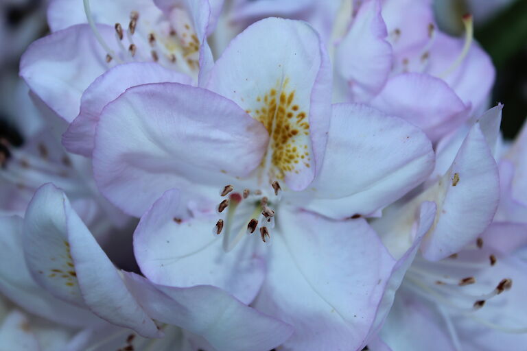 Rhododendron Gomer Waterer