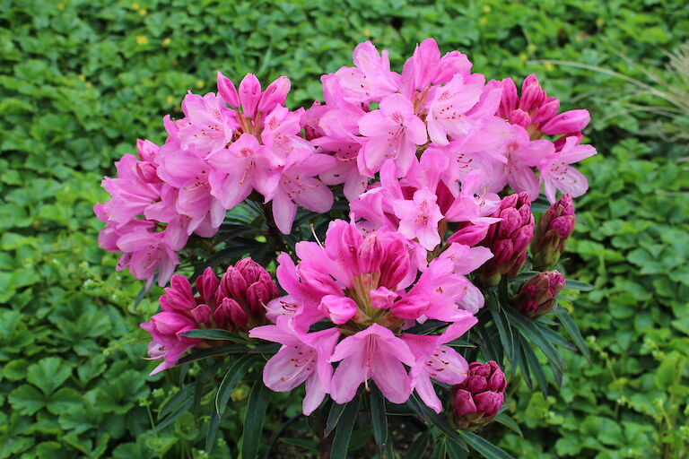 Rhododendron Graziella