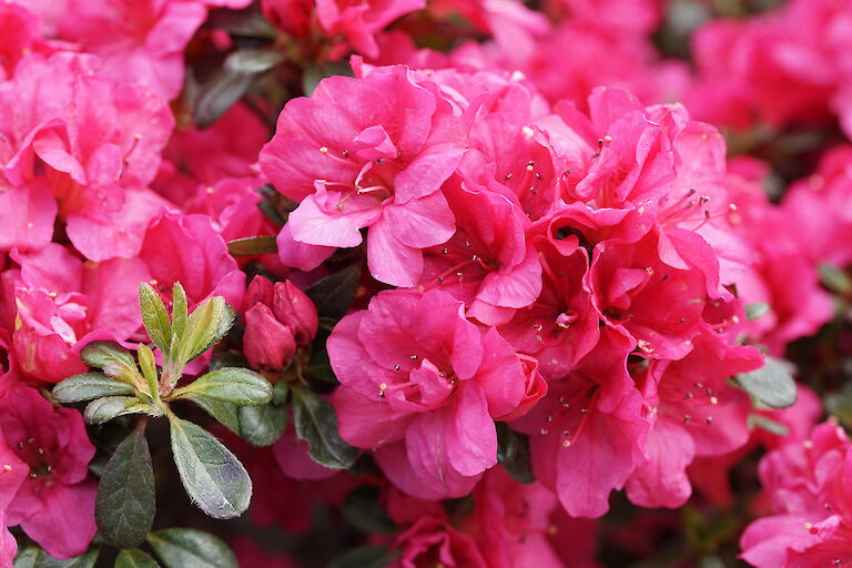 Rhododendron obtusum Canzonetta