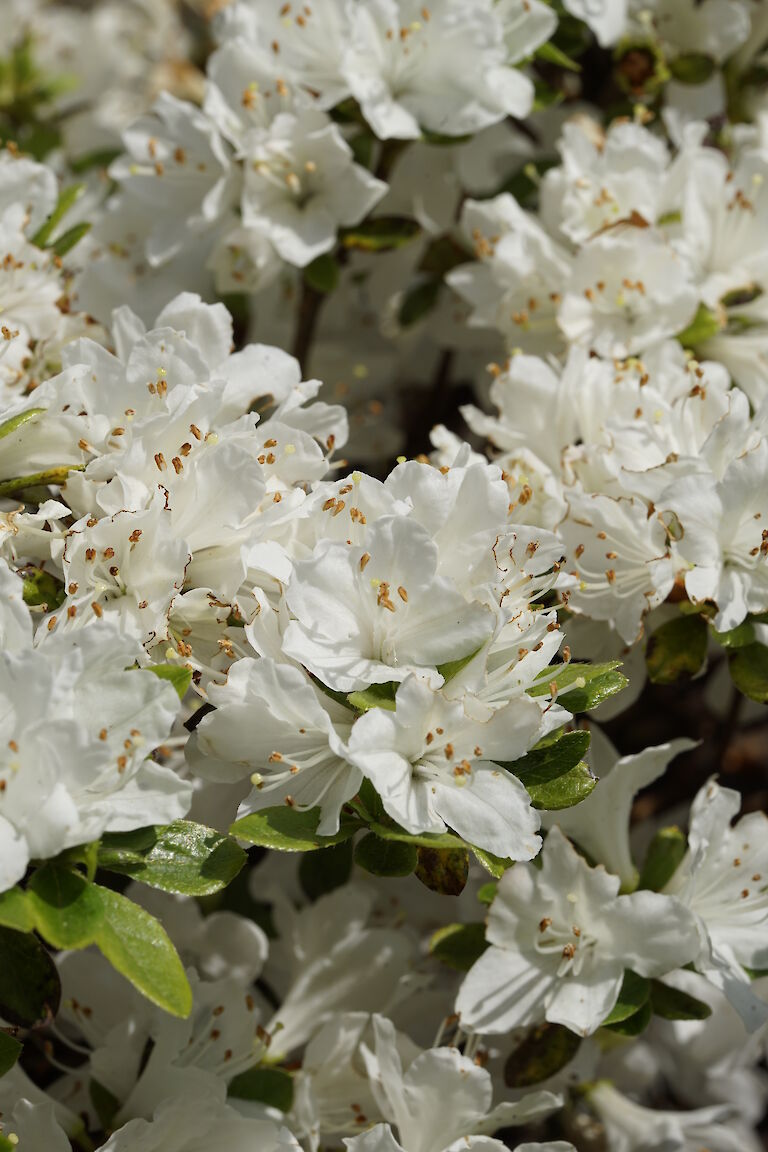 Rhododendron obtusum Kermesina Alba