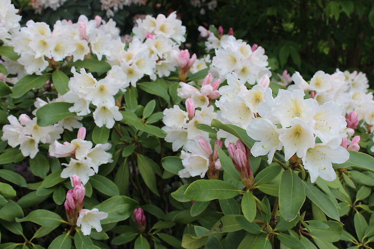 Rhododendron 'Dufthecke weiß'