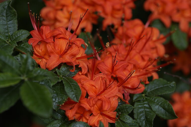 Rhododendron calendulaceum