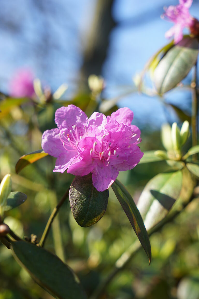 Rhododendron carolinianum 'P.J. Mezitt