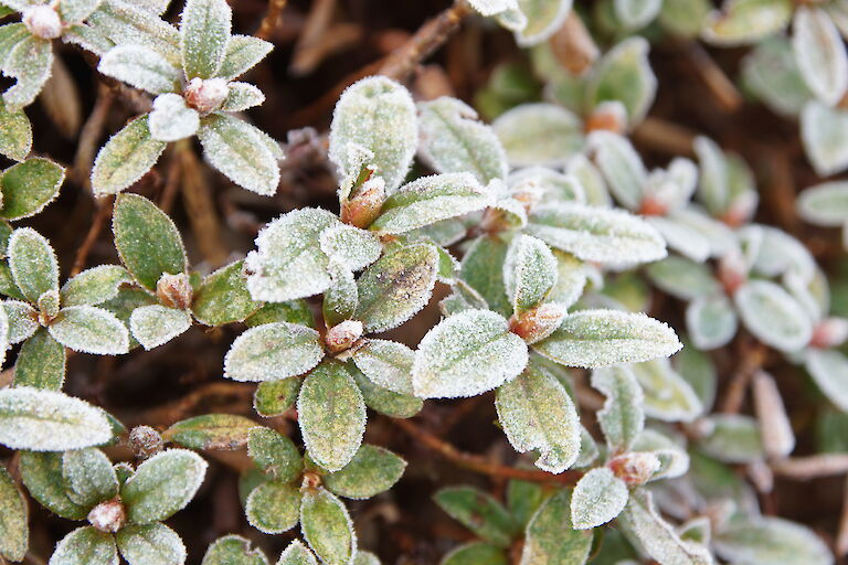 Rhododendron impeditum Winter