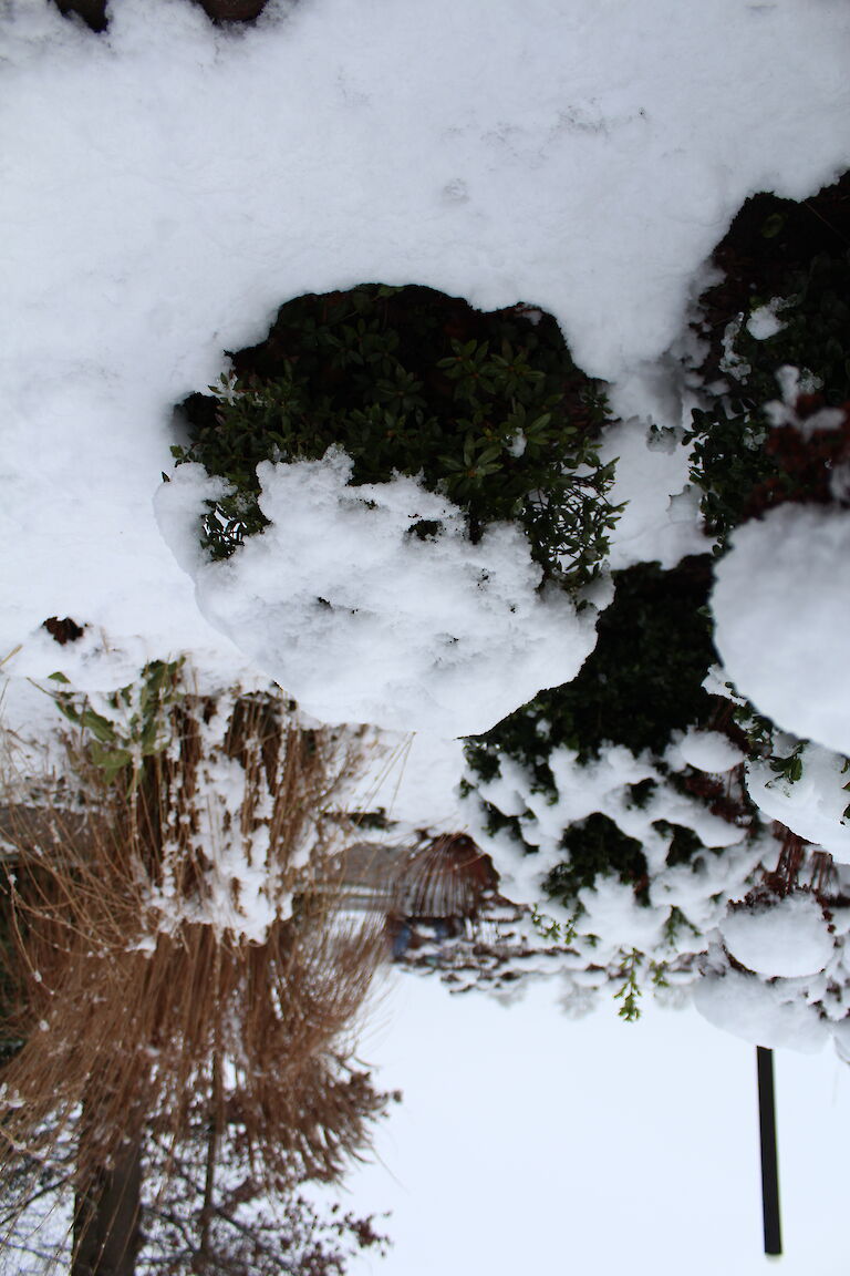 Rhododendron micranthum 'Bloombux' Winter