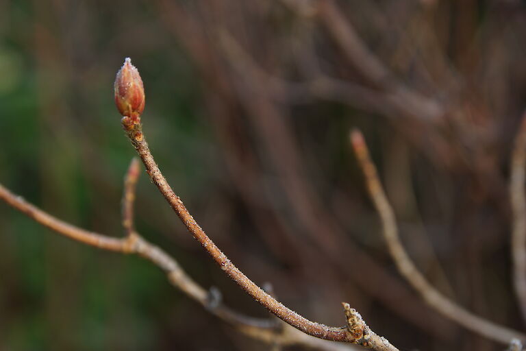 Rhododendron luteum Winter