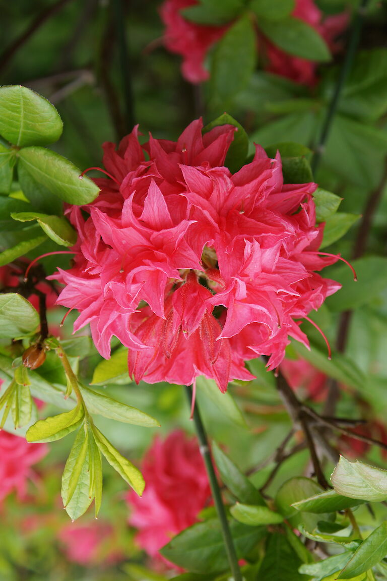 Rhododendron luteum Homebush