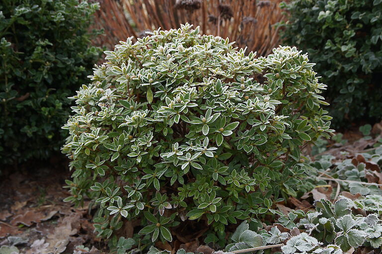 Rhododendron micranthum 'Bloombux' Winter