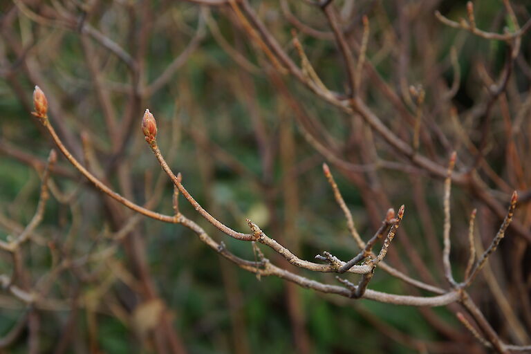 Rhododendron luteum Winter