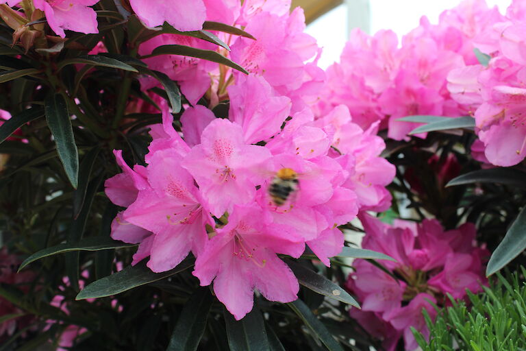 Rhododendron Graziella