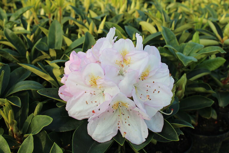 Rhododendron Gomer Waterer