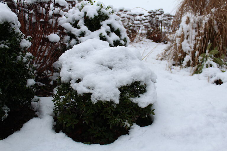 Rhododendron micranthum 'Bloombux' Winter