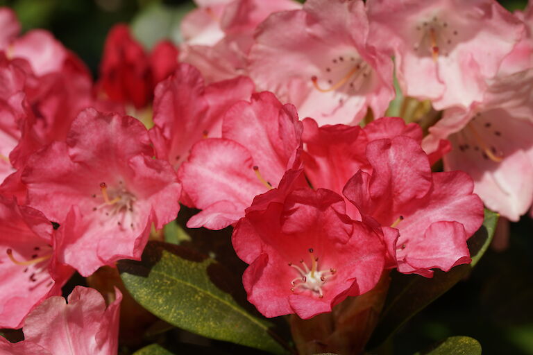 Rhododendron yak. Lampion