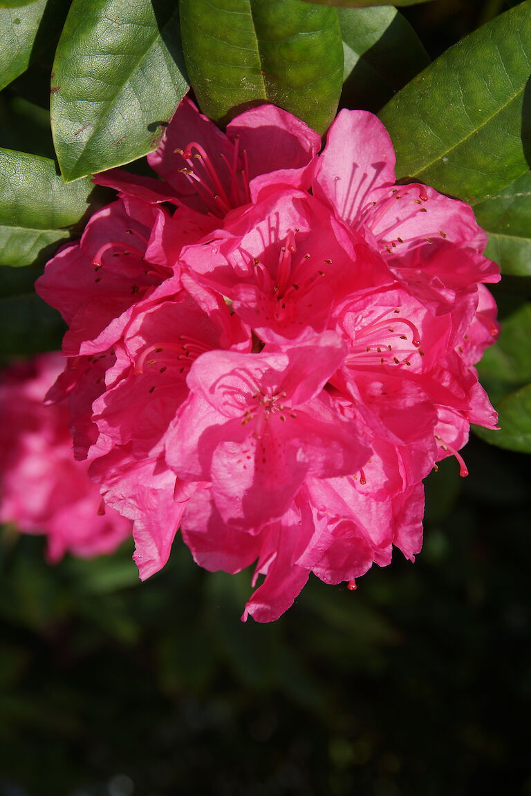 Rhododendron Homer