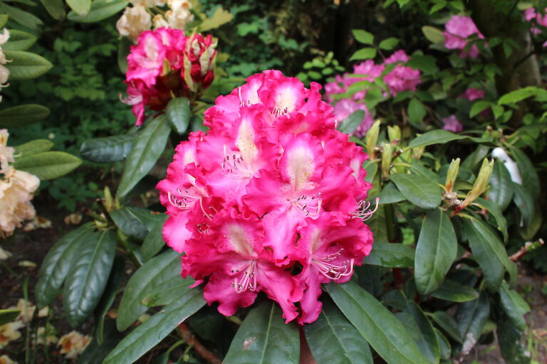 Rhododendron Berlinale