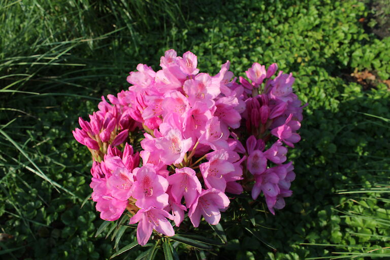 Rhododendron Graziella